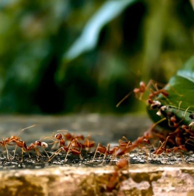 Как избавиться от рыжих, садовых и черных муравьев на дачном участке