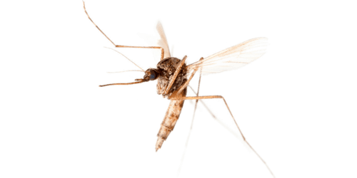 Уничтожение комаров 