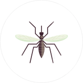 уничтожение комаров в Санкт-Петербурге
