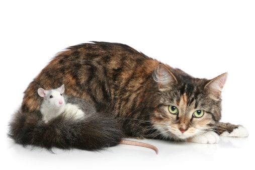 кот и крыса